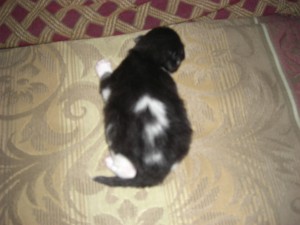 question_mark_kitten